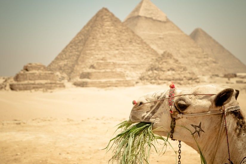 A camel and Egypt pyramid in the 3rd wallpaper