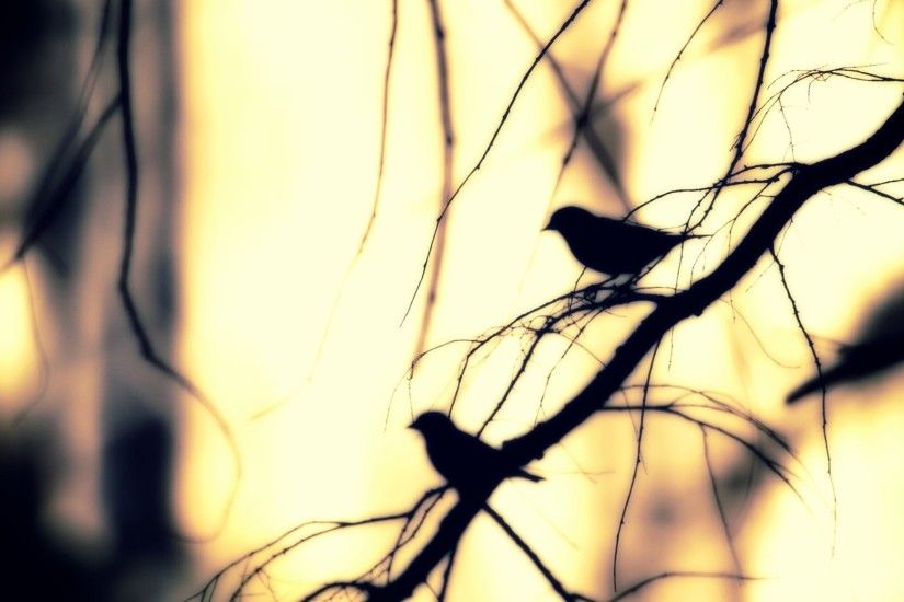 Download Wallpaper Â· Back. nature birds silhouette ...