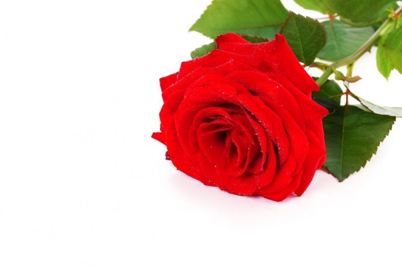 Red Roses On A White Background
