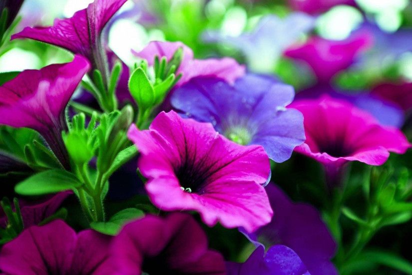 Pink and Purple Flowers Wallpaper 45231