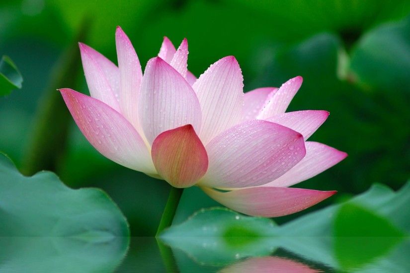Lotus flower wallpaper