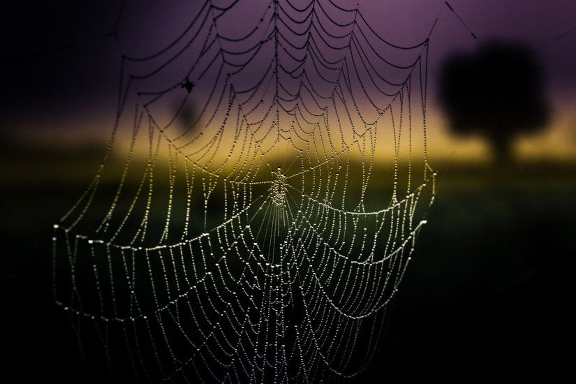 Amazing Spider Web Wallpaper 41576