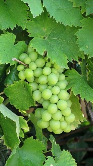 Green grapes wallpaper for android mobile phone free #download hd home  screen image with scenery