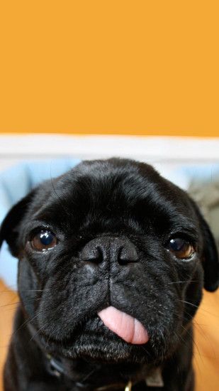 Cute Black Pug Wallpaper iPhone HD