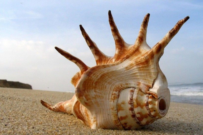 beautiful sea shell wallpaper