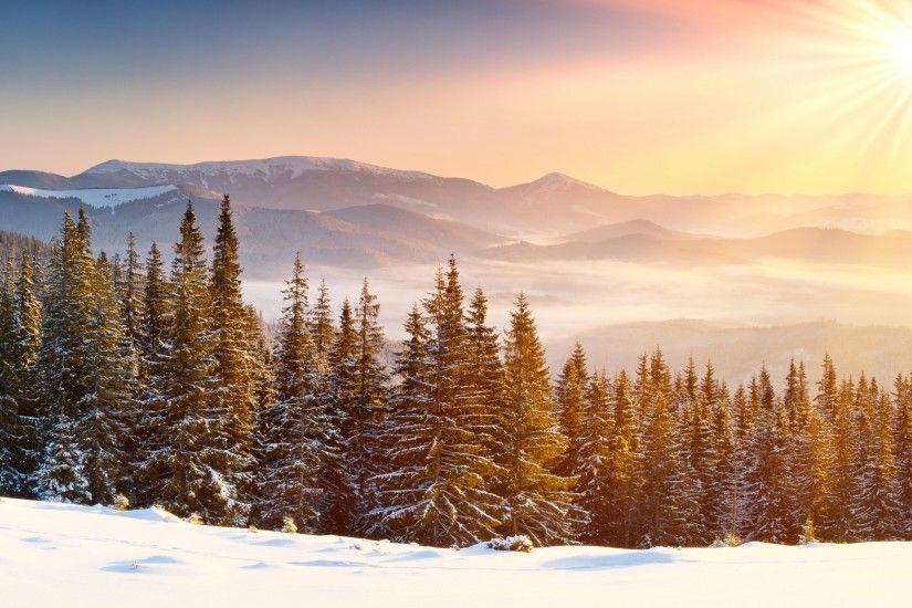 Snow Forest wallpapers and stock photos