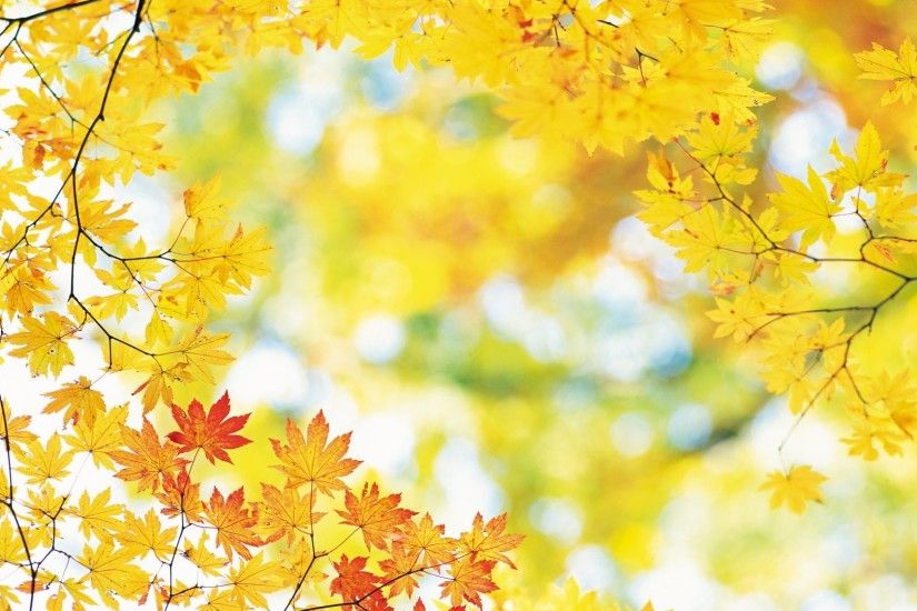 ... fall-wallpapers-yellow-leaves ...