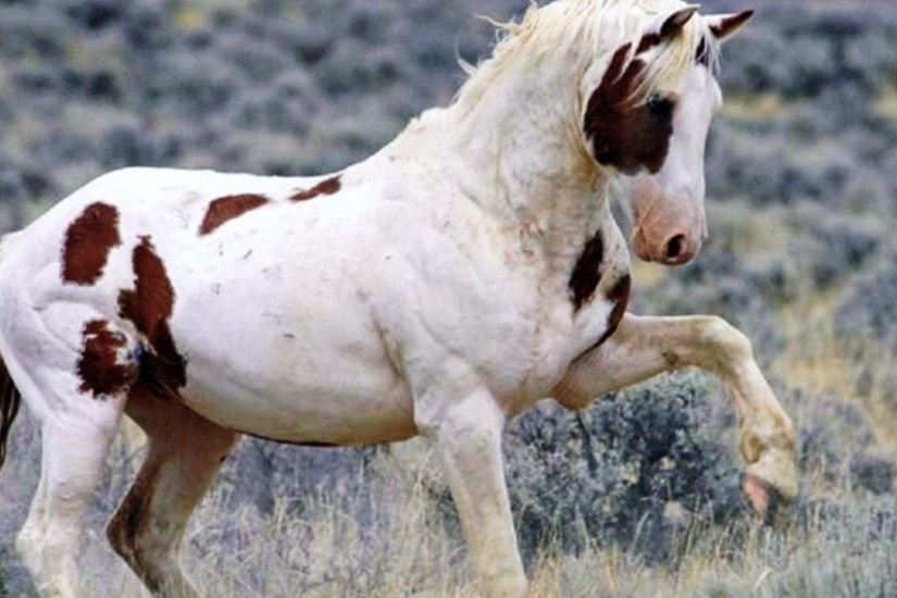 appaloosa horse amazing | HDwallpaper | Pinterest | Horse wallpaper and  Wallpaper