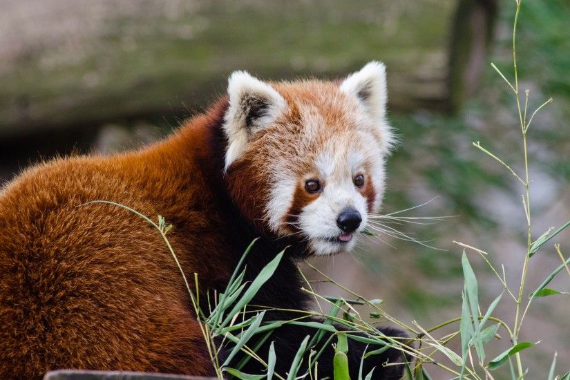 3840x2160 Wallpaper red panda, lesser panda, protruding tongue