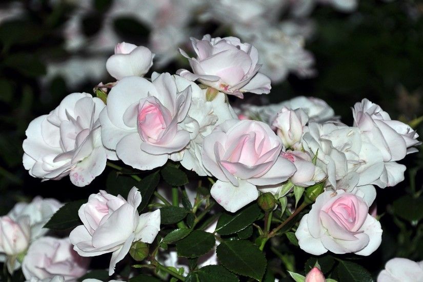 ... White roses HD Wallpaper 2560x1600
