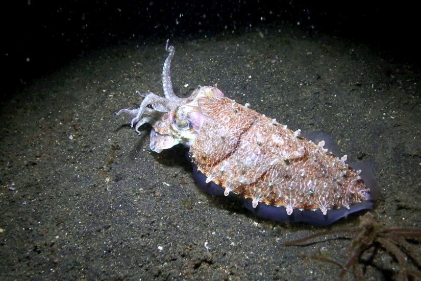 Large cuttlefish underwater, night muck diving in Lembeh Island Stock Video  Footage - VideoBlocks
