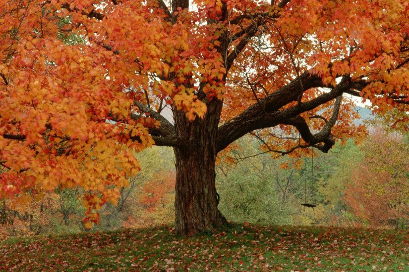 Fall Tree 29497