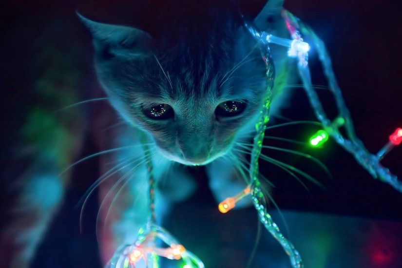 Cats Neon Lights Macro