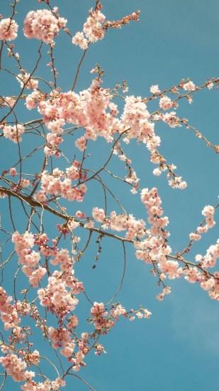 cherry blossom wallpaper 1080x1920 for computer