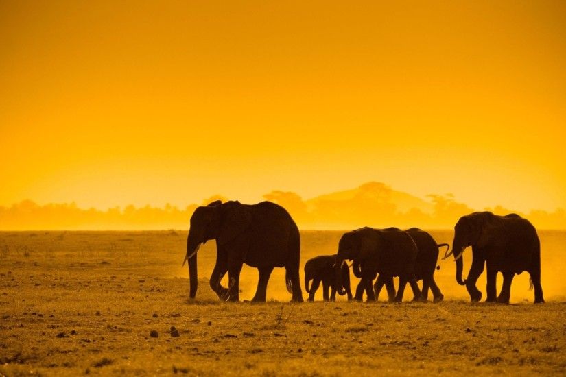 african animals wallpaper background hd wallpapers desktop images download  free windows wallpapers amazing picture artwork 1920Ã1200 Wallpaper HD