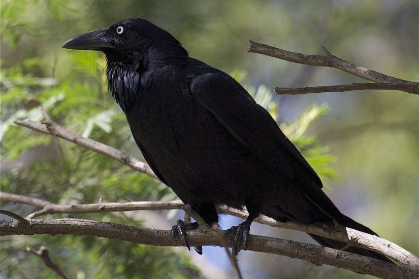 raven - Bing Images