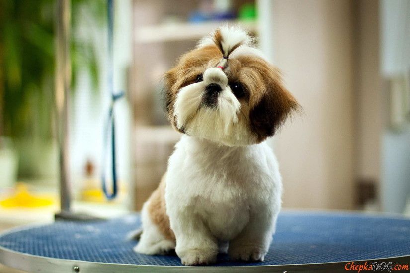 Short-haired Shih Tzu wallpapers and images - wallpapers, pictures .