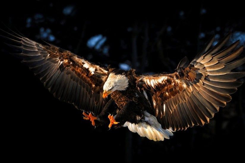 ... Hd cool eagle wallpapers ...