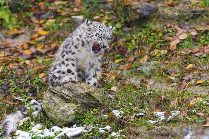 snow leopard snow leopard kitten snow cat stone leaves autumn