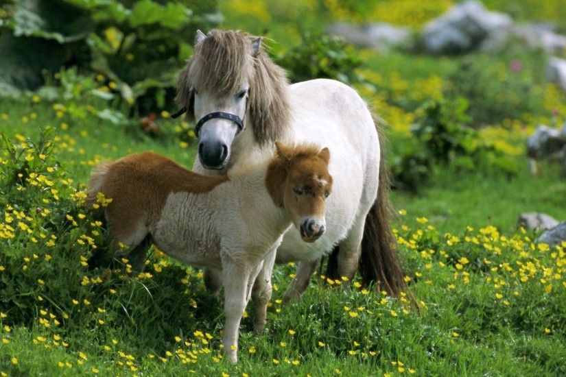 Animal Cute Amazing Farm Beauty Pony Shetland Horse Desktop Wallpapers Of  Wild Animals