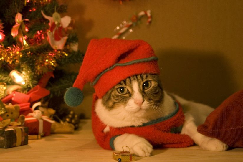hd pics photos cute christmas cat pets decorations dress lights gift box hd  quality desktop background