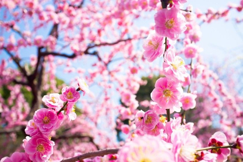 flower pink bloom tree drain branches nature spring light close up