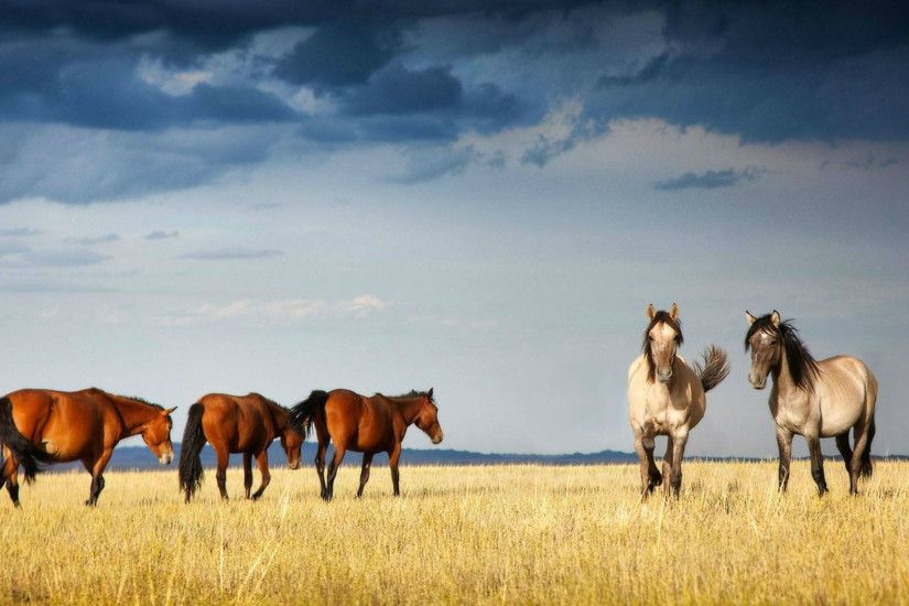 Horse Wallpaper – HD Picture – Horses Background