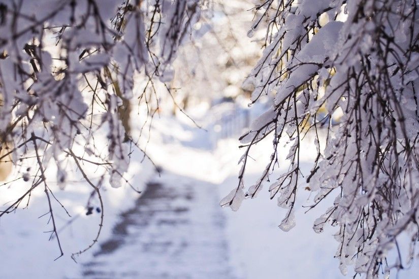 Winter Snow Branches Light Desktop Background Images