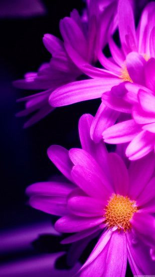 Purple Pink Daisy Flower Bouquet Macro iPhone 6 wallpaper