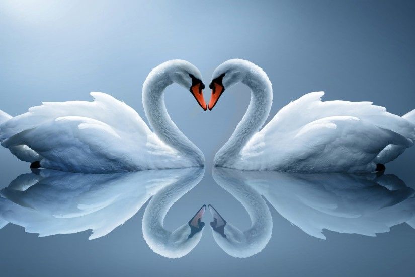 Swan Love Heart xHD Wallpaper http://www.mobdecor.com/b2b
