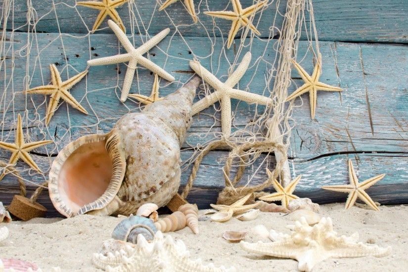 seashells starfishes beach sand marine wood shells star beach sand