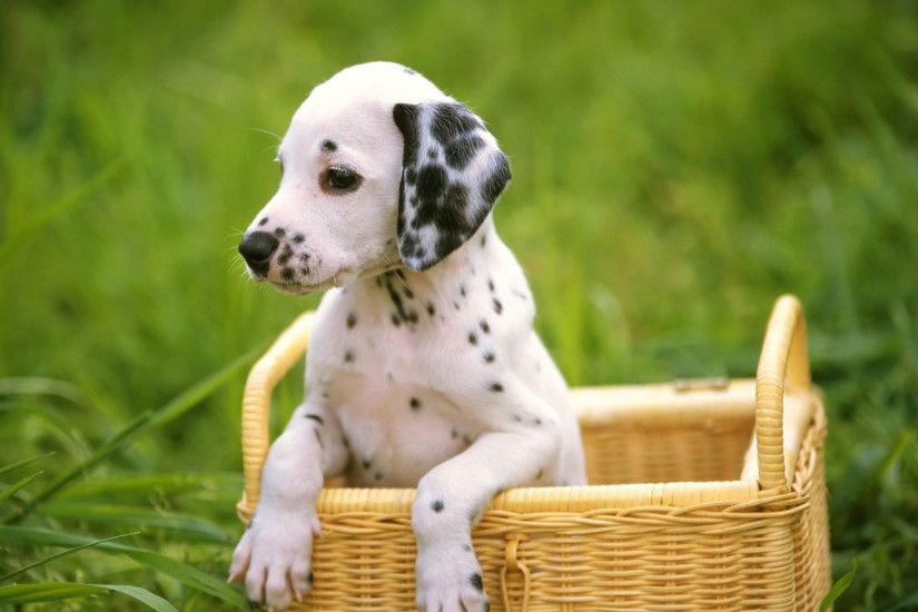 Dalmatian puppy in basket wallpaper