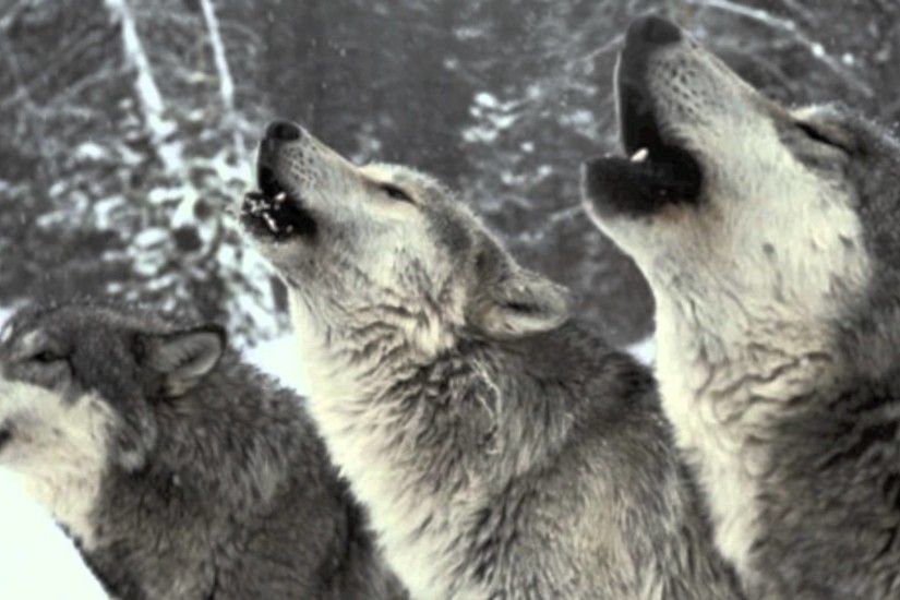 Join the Wolf Pack: An Introduction [Wolf Pack] — Restoring Our Ancestral  Relationship Wisdom