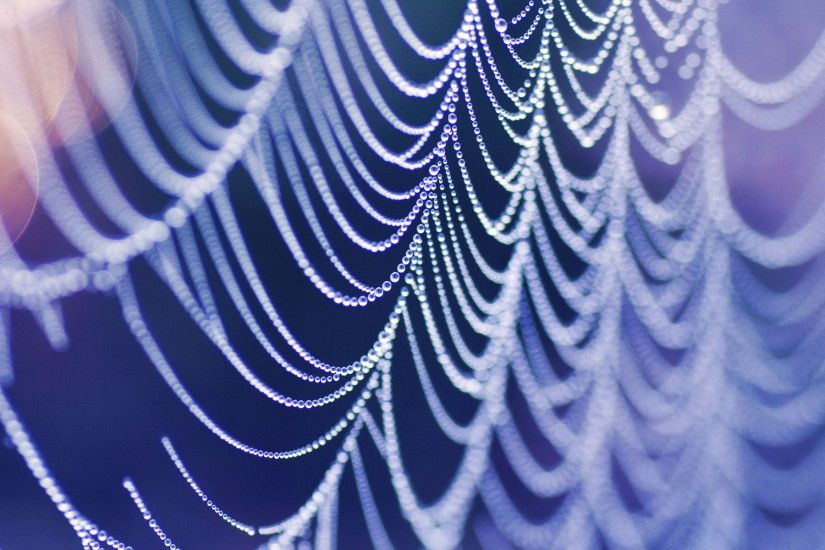 Photography - Spider Web Wallpaper