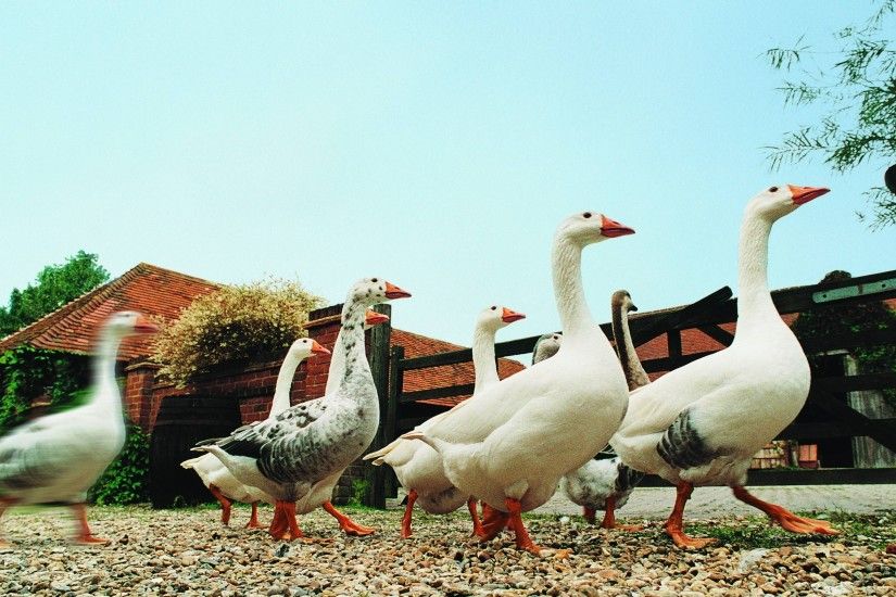 3840x2160 Wallpaper geese, farming, poultry