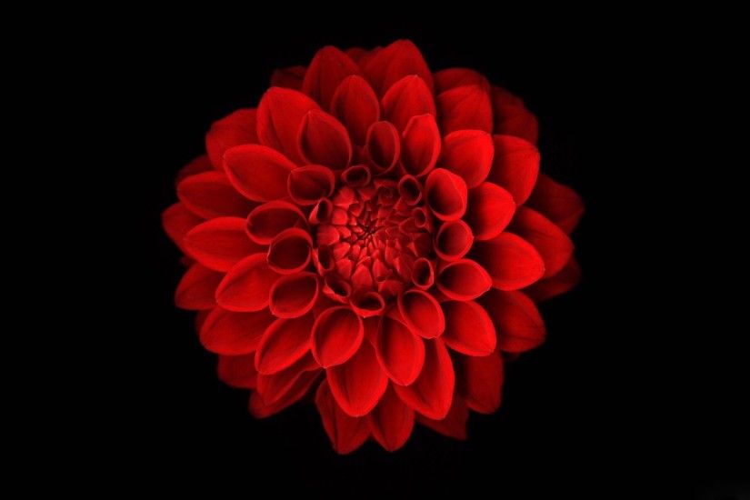 Red Flower on a Black Background