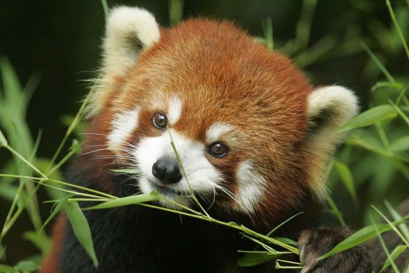Litte Beautiful Red Panda