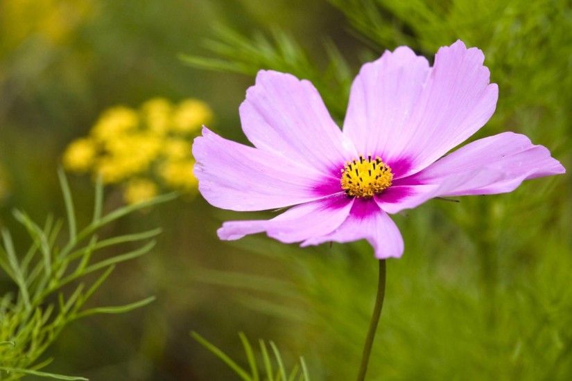 40 BEAUTIFUL FLOWER WALLPAPERS FREE TO DOWNLOAD