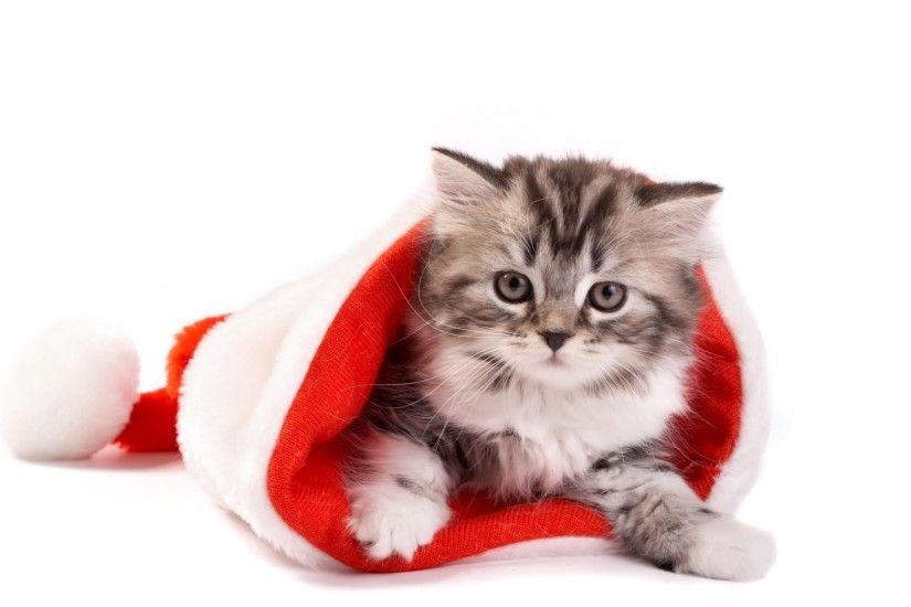 Images For > Christmas Cat Wallpaper Desktop