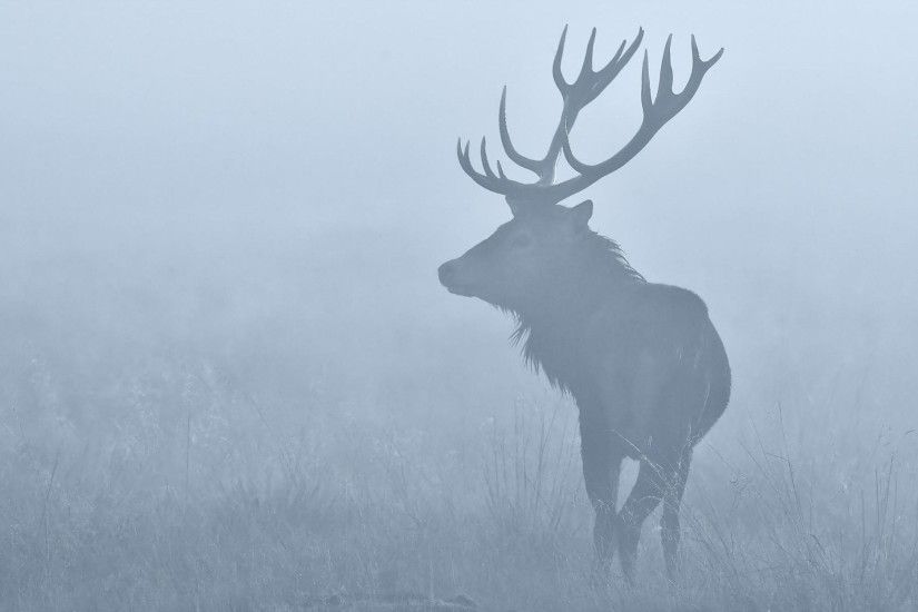 grand tetons pictures | Webshots Premium Collection – Animals Bull .