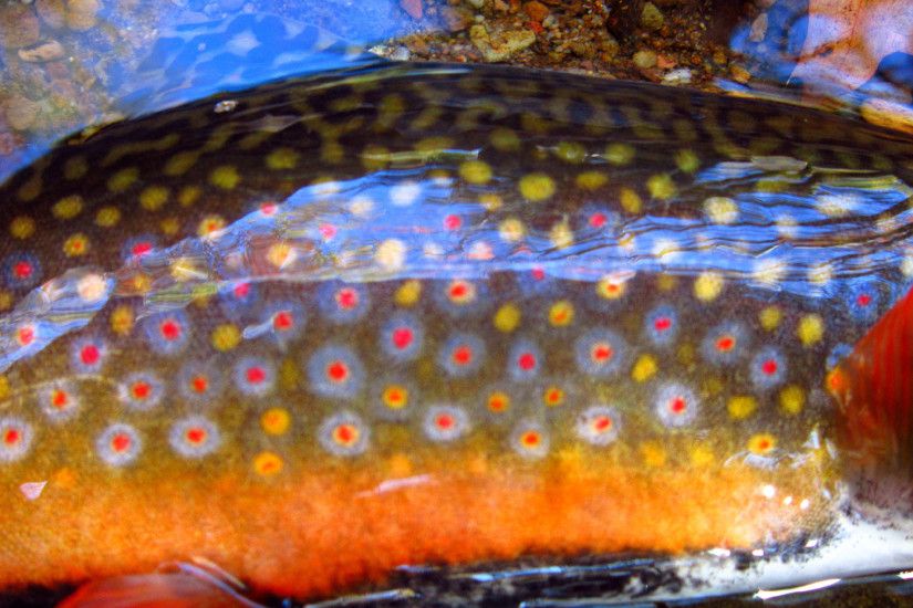 brook trout closeup - OC