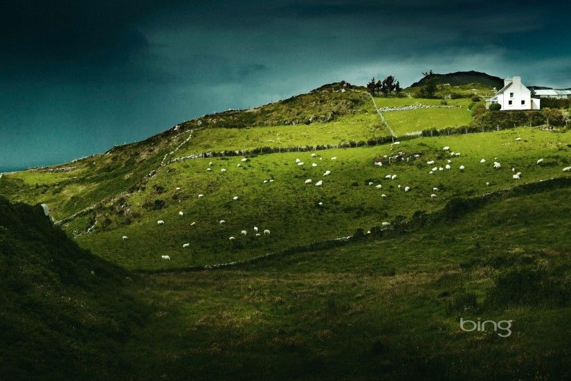 1920x1200 free wallpaper and screensavers for sheep