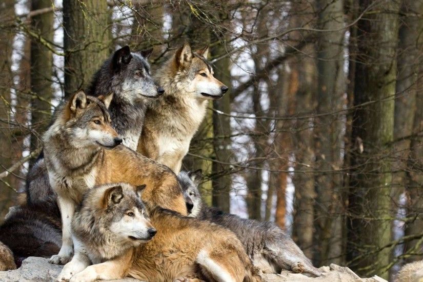 1920x1200 family of wolves, also known as a pack. Fit for a wallpaper.