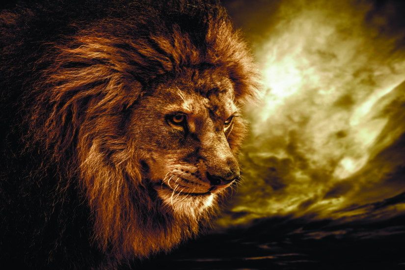 Animal - Lion Wallpaper