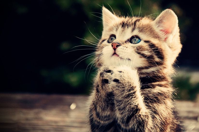 Praying kitten Full HD wallpaper, cute animal picture, 1080p, download