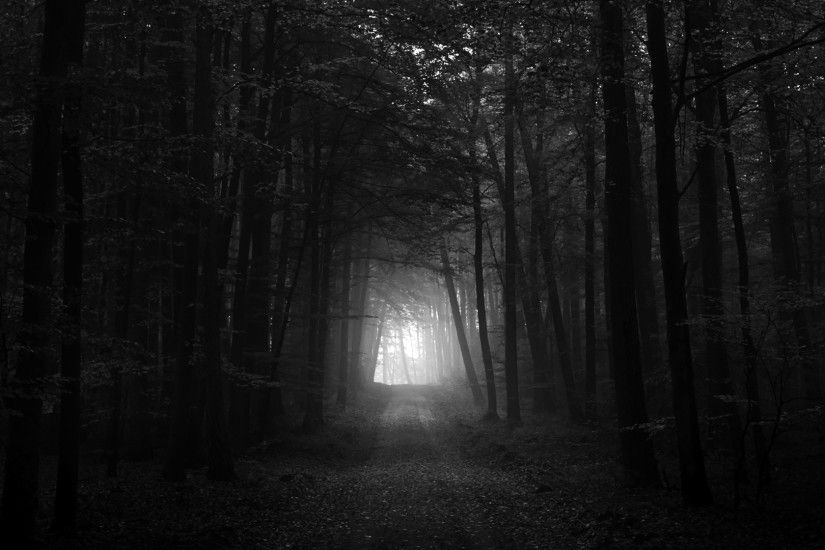 Black and White Forest Background Full HD.