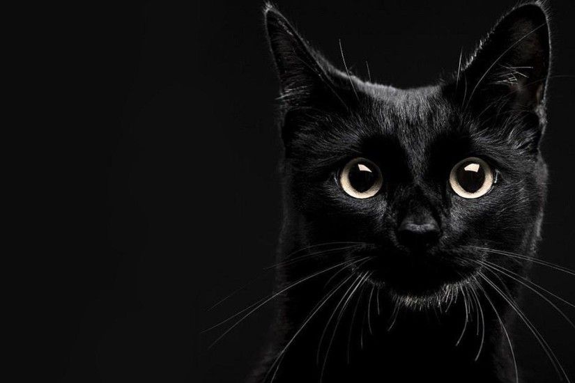 ... Black Cat Wallpapers | HD Wallpapers ...