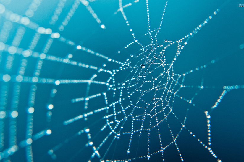 Spider Web Wallpaper Wide #C6y