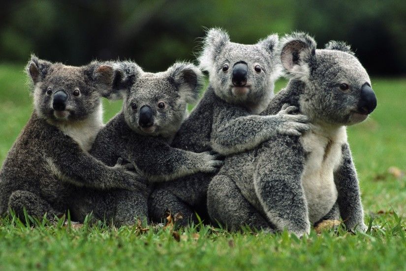 nature, Koalas, Animals Wallpaper HD