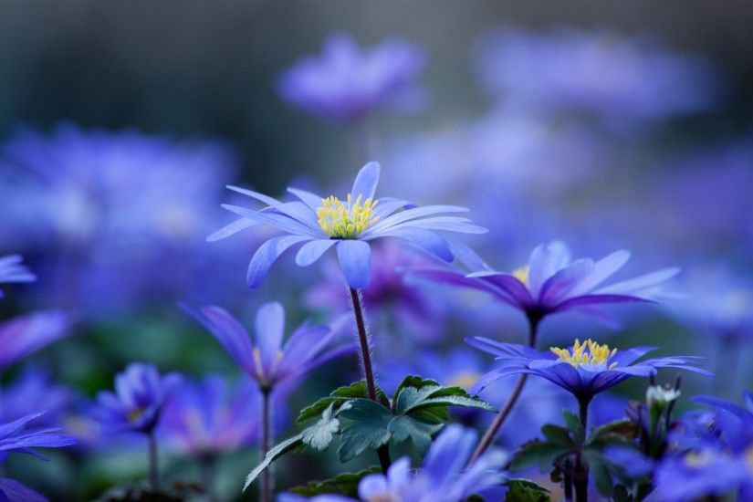 Blue Flowers 935731